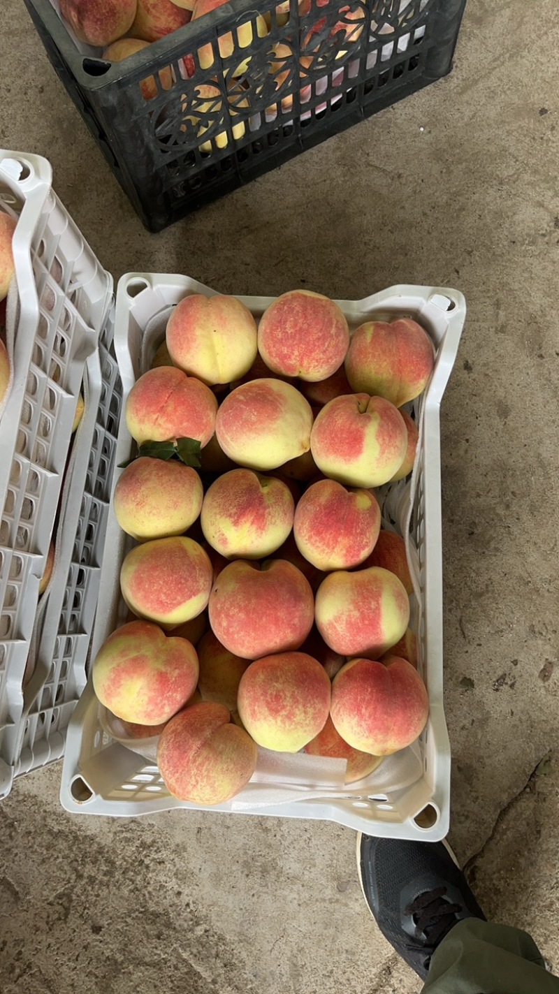 正宗蒙阴蜜桃