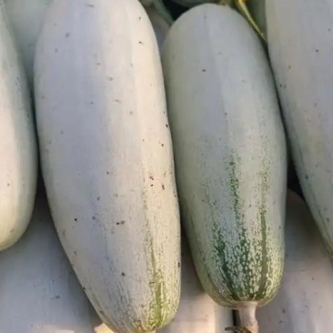 内黄果蔬城西瓜甜瓜桃子蔬菜