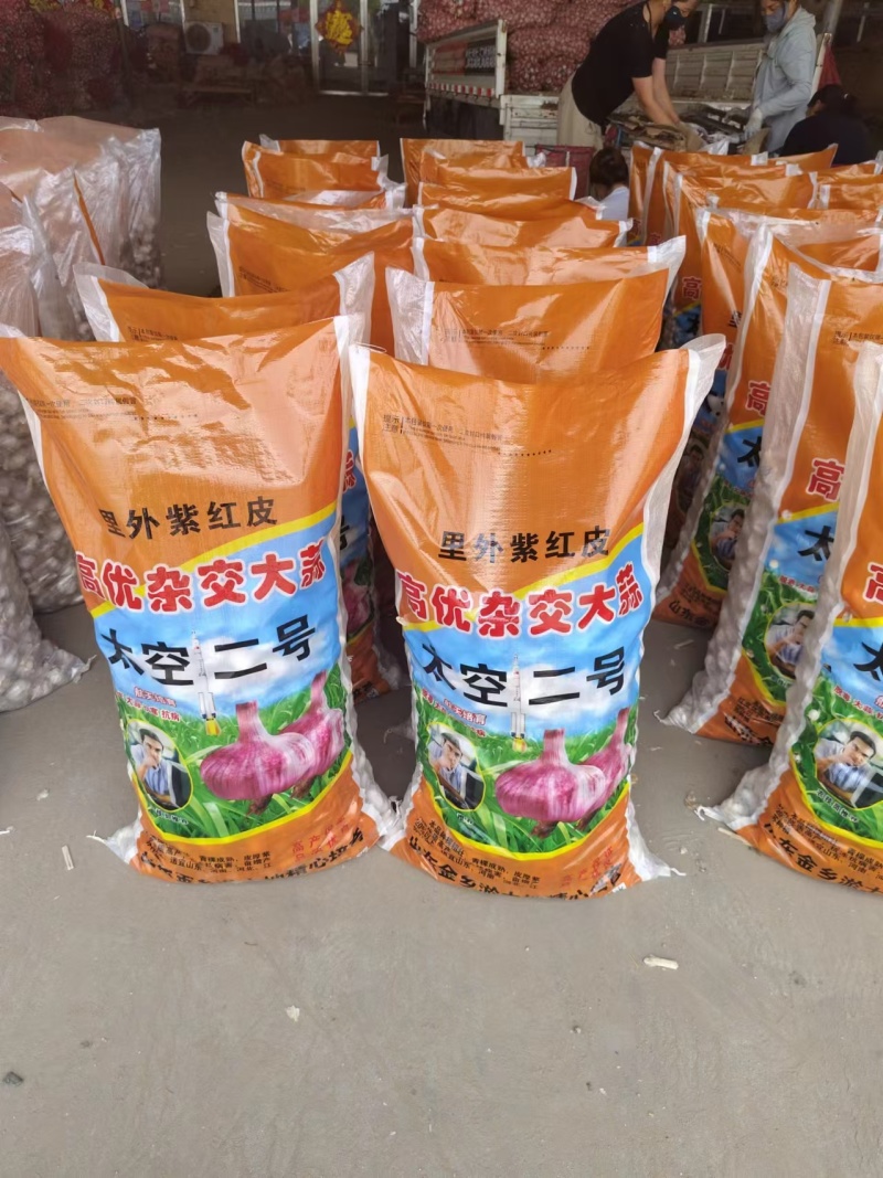 金乡太空蒜种原种马集太空原种基地大量现货