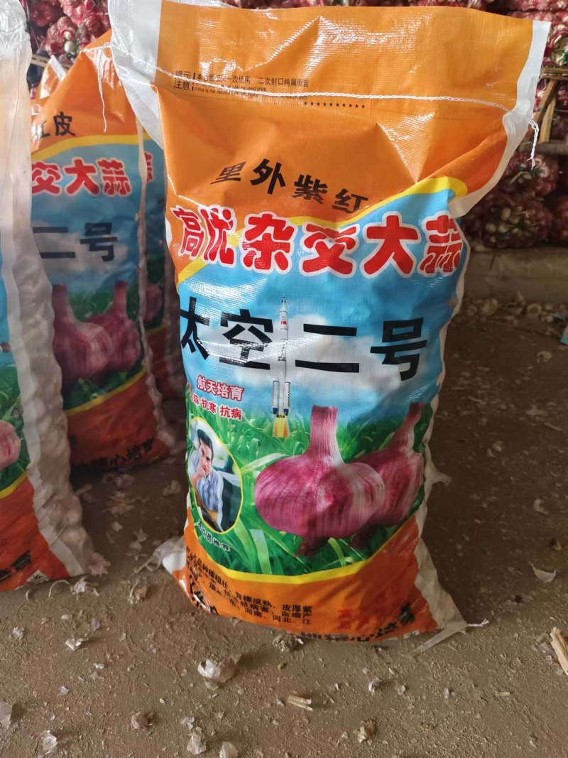 金乡太空蒜种原种马集太空原种基地大量现货