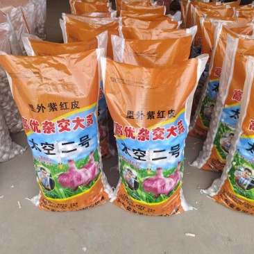 金乡太空蒜种原种马集太空原种基地大量现货