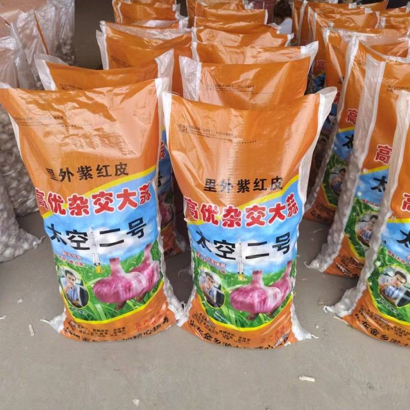 金乡太空蒜种原种马集太空原种基地大量现货