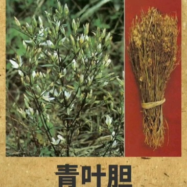 青叶胆