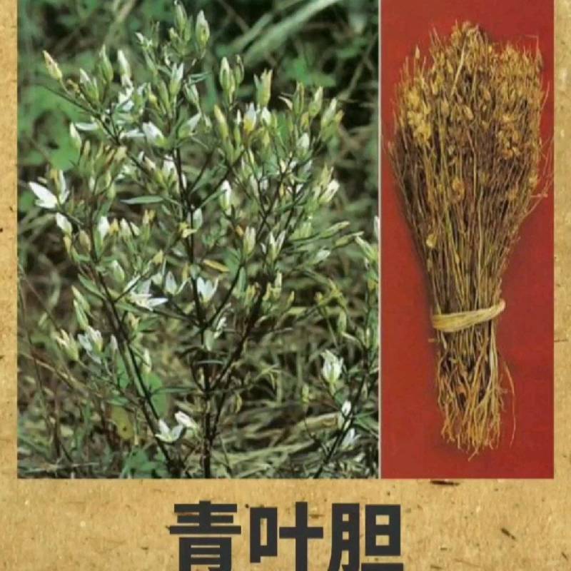 青叶胆