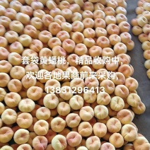黄蟠桃