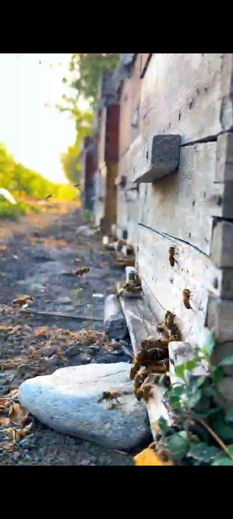 新疆沙棘蜂蜜