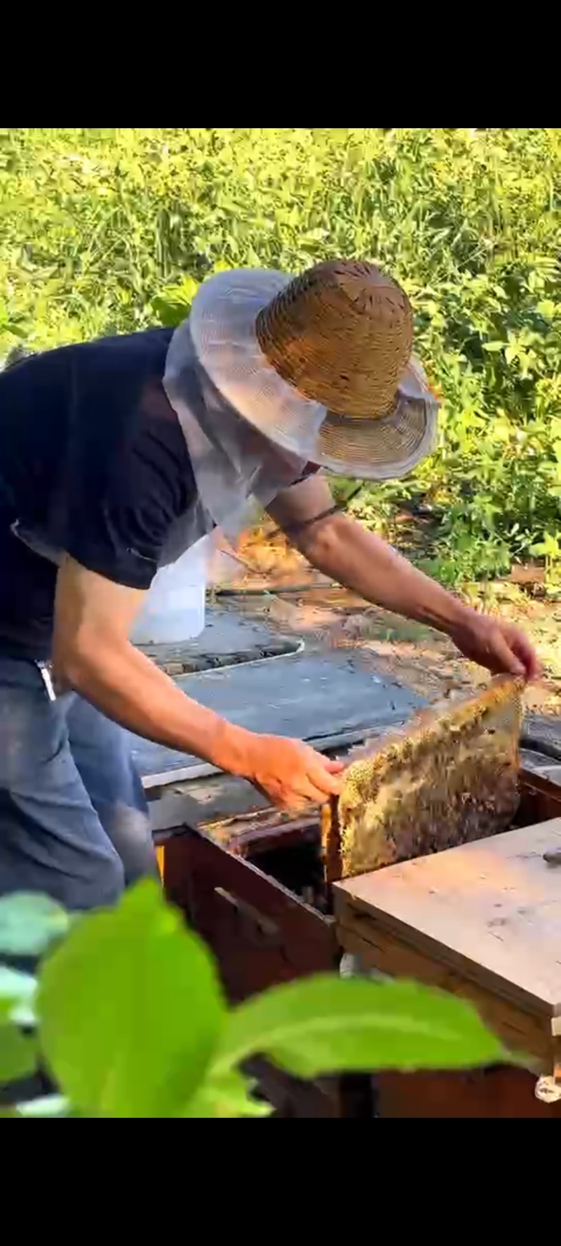 新疆沙棘蜂蜜