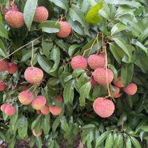 鸡嘴荔枝