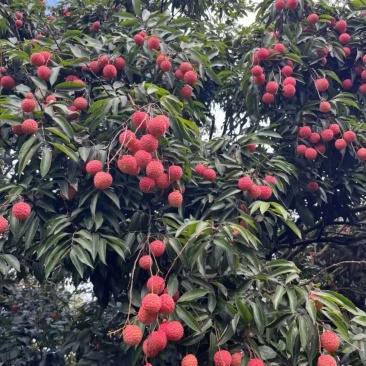 灵山桂味荔枝