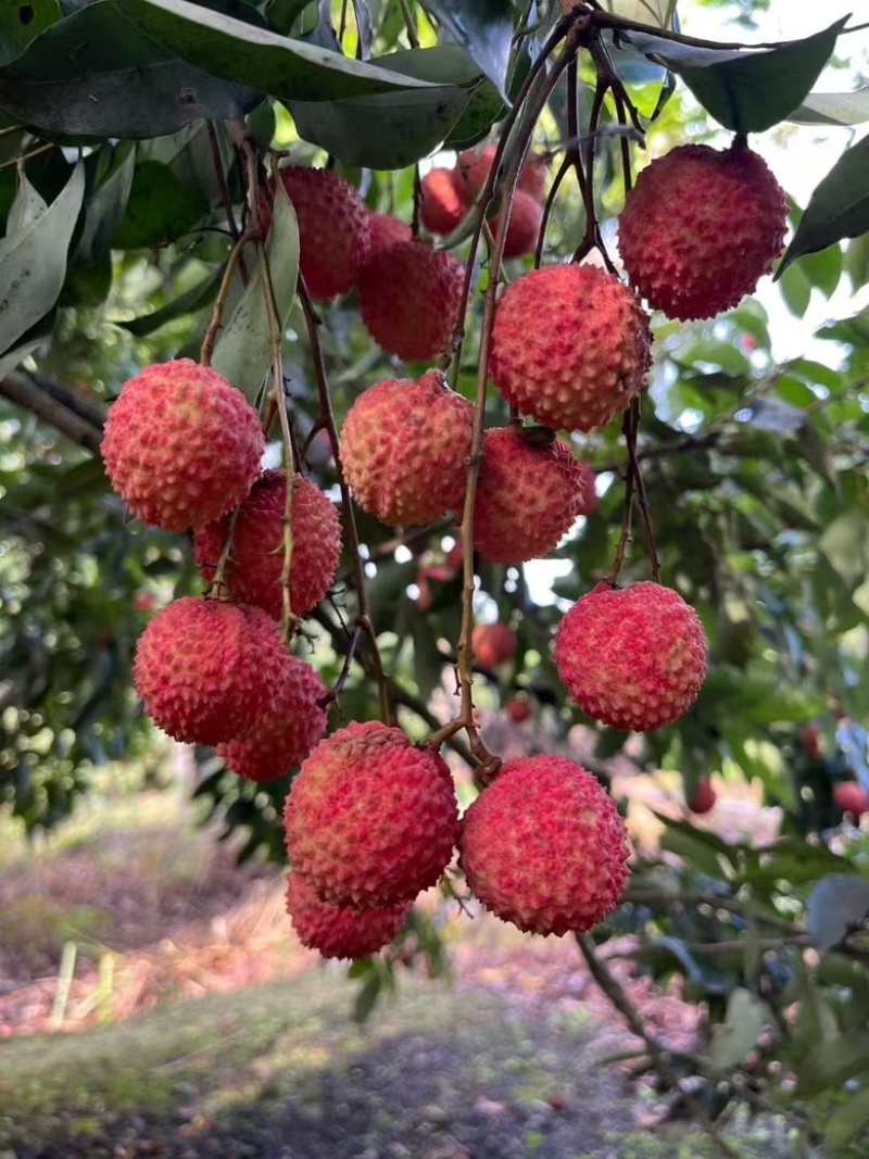灵山桂味荔枝