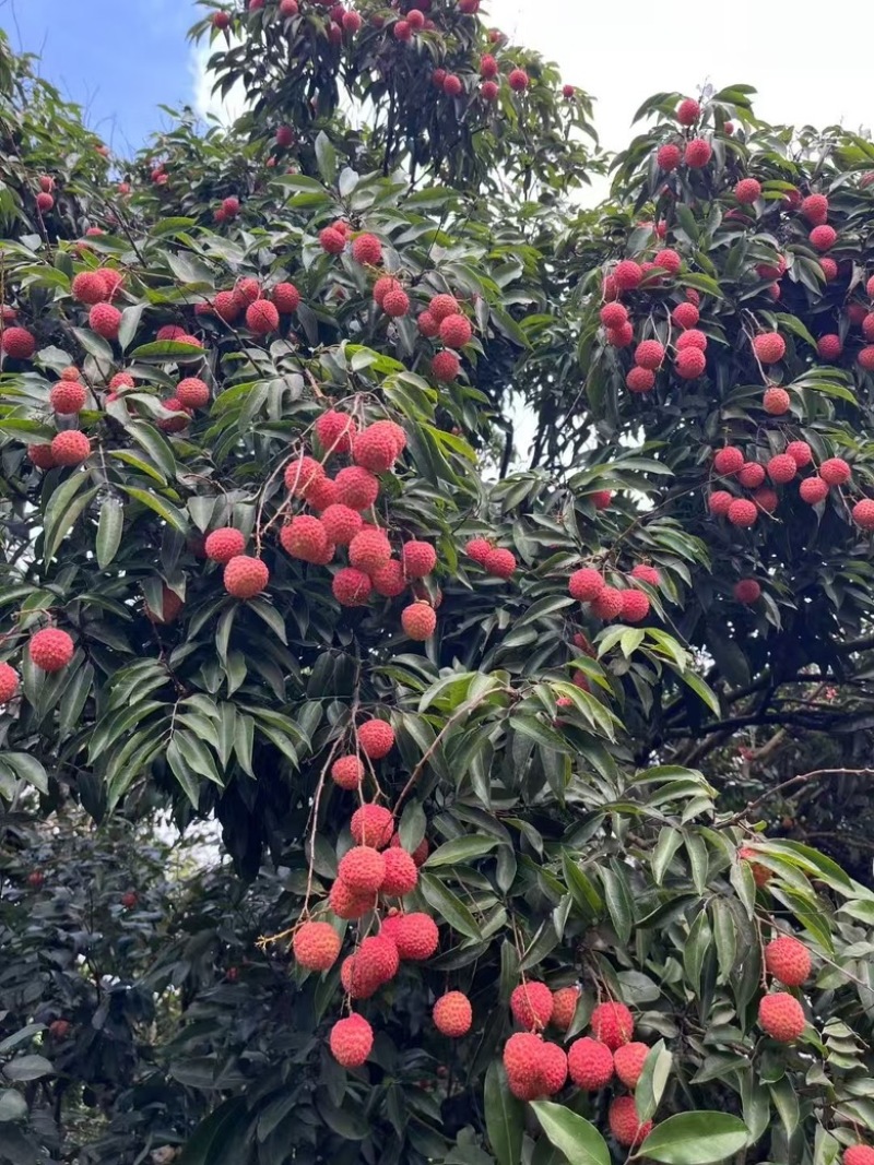 灵山桂味荔枝