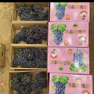 玫瑰香葡萄