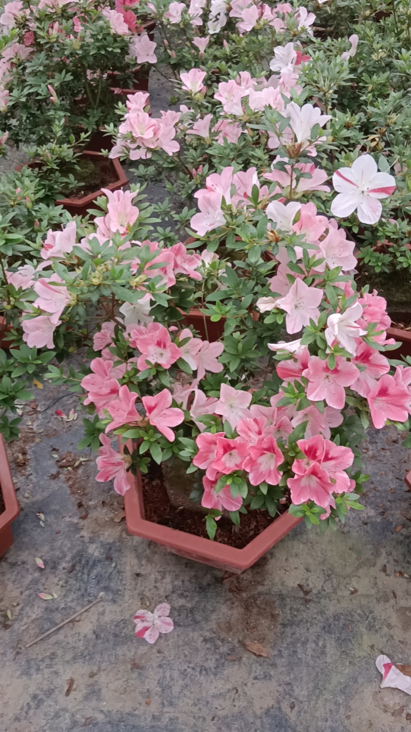 杜鹃花，苗木批发价格