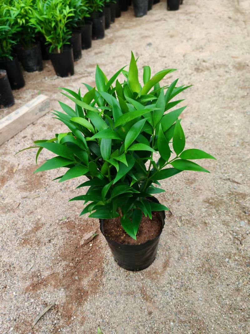 杜鹃花，苗木批发价格