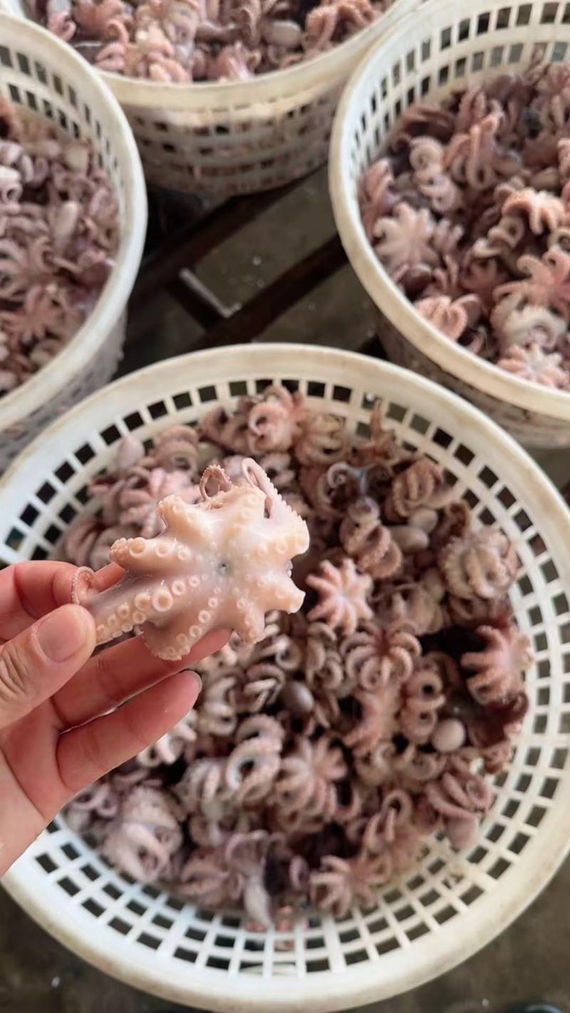 去脏八爪鱼盐揉章鱼小迷你半熟八爪鱼全规格