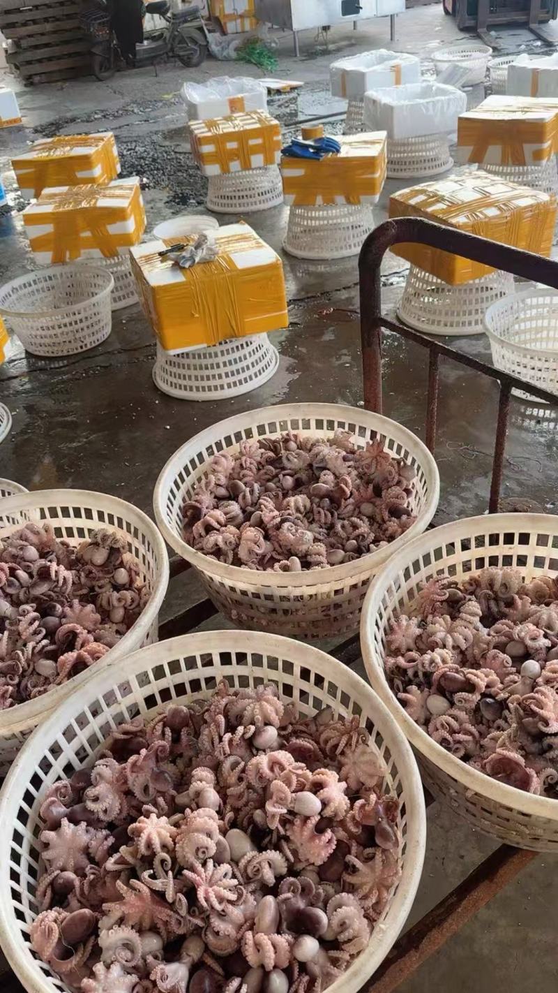 去脏八爪鱼盐揉章鱼小迷你半熟八爪鱼全规格