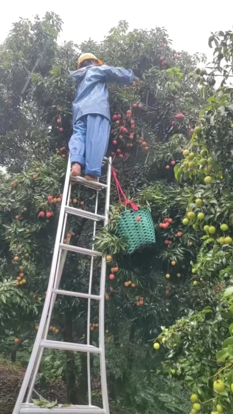 桂味荔枝