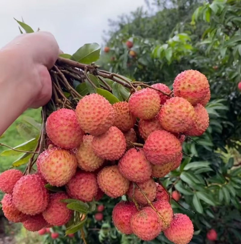 桂味荔枝
