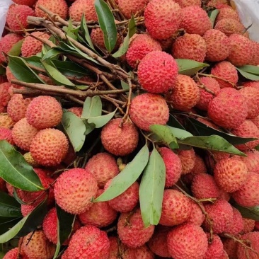 桂味荔枝