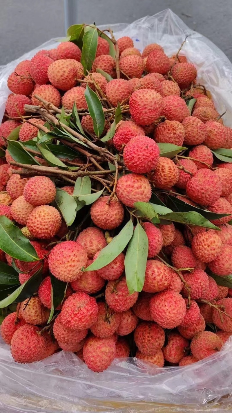 桂味荔枝