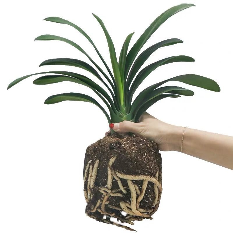 杜鹃花，苗木批发价格