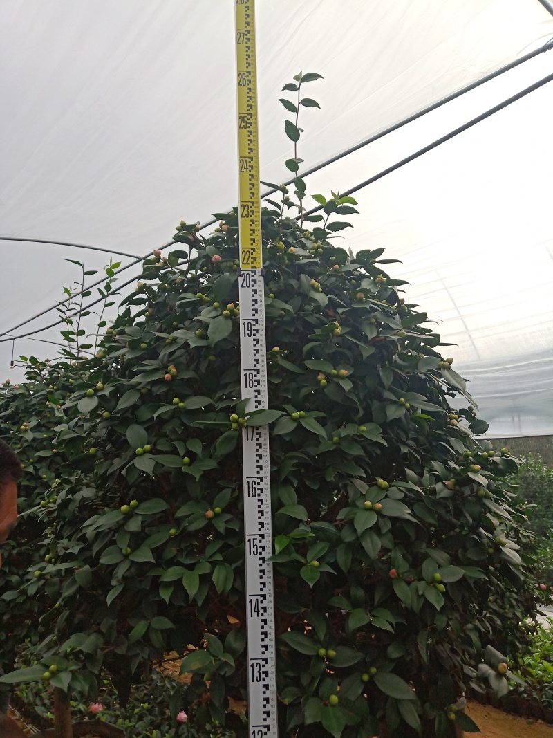 杜鹃花，苗木批发价格