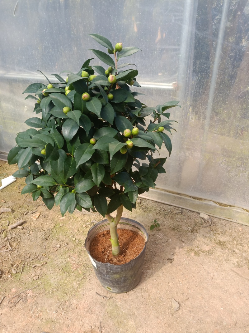 杜鹃花，苗木批发价格