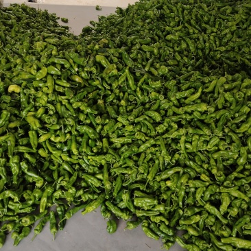 鲜辣椒