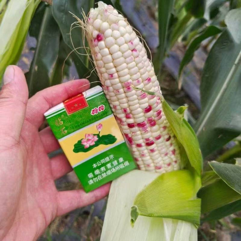 《花糯玉米》白糯、水果玉米等品种齐全量大从优四川基地直发