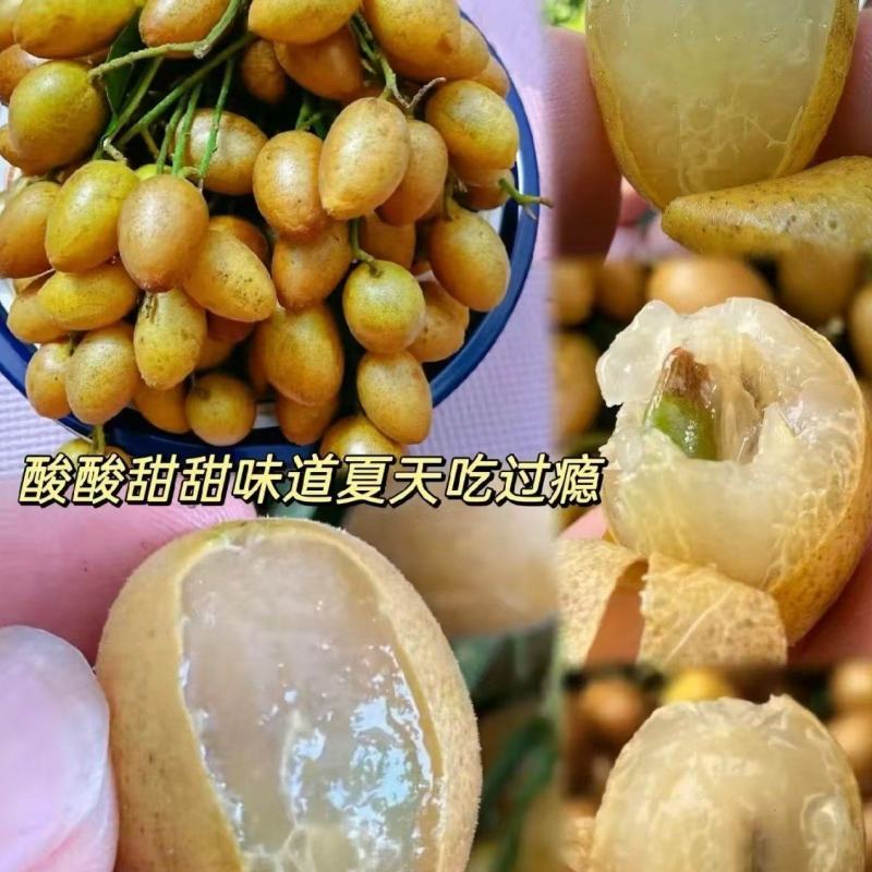 贵妃黄皮产地一手货源，规格齐全，品质保证可视频看货