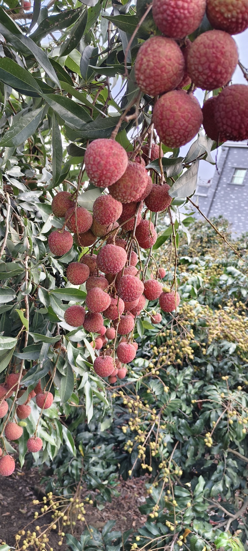 荔枝/桂味，黑叶，妃子笑，糯米糍，凤花专业代办小傅