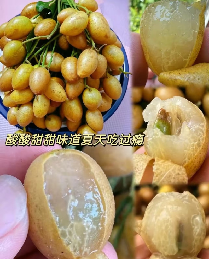 鸡心黄皮果广西黄皮果大量现货供应，规格齐全，对接电商市场