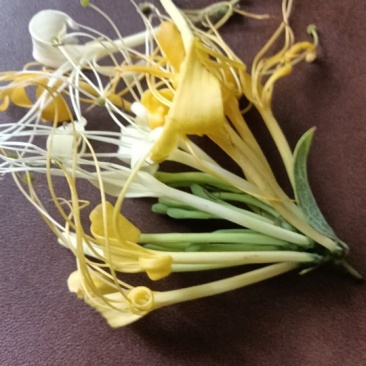 山银花