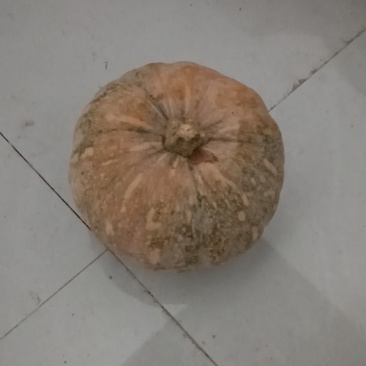 盘龙204蜜果南瓜