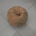 盘龙204蜜果南瓜