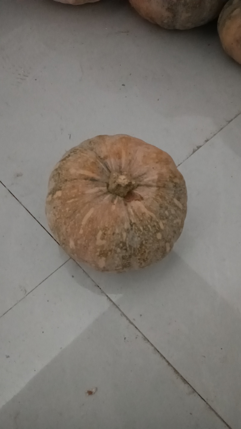 盘龙204蜜果南瓜