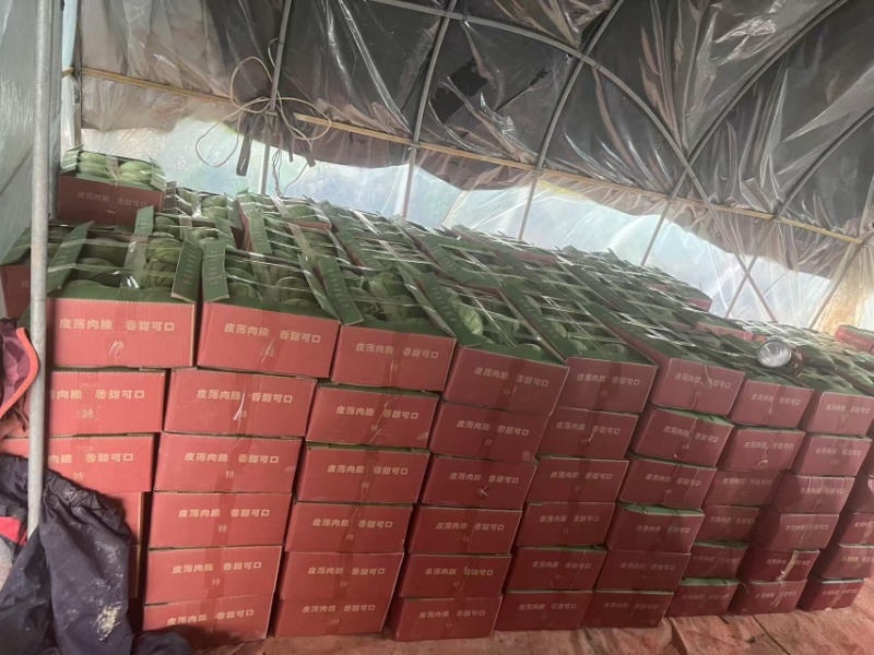 湖北精品嘉秀6号西瓜大量上市价格实惠品质保证诚信