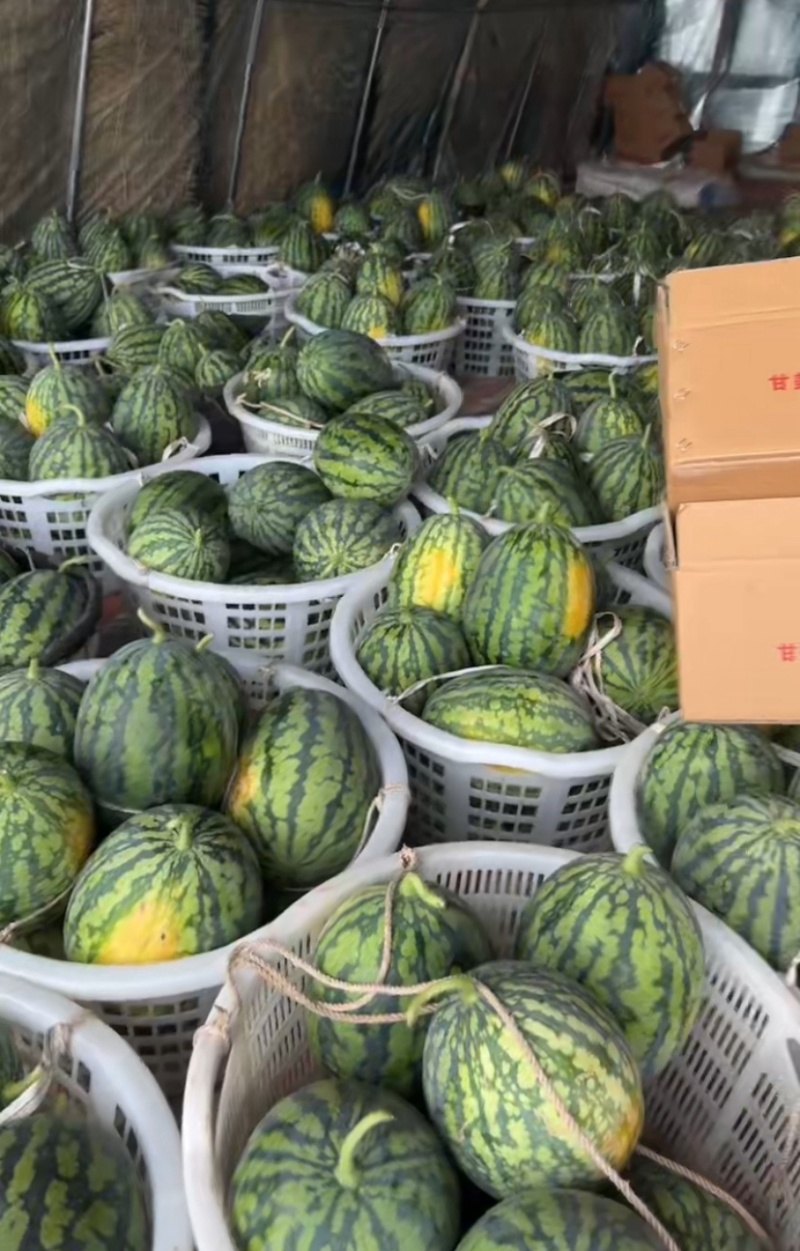 湖北武汉甘美4k西瓜大量上市品质保证欢迎老板看货选购