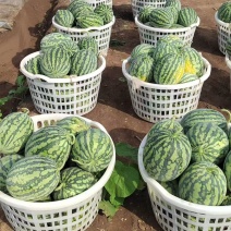 湖北精品甘美4k西瓜大量上市产地代办代发诚信经营