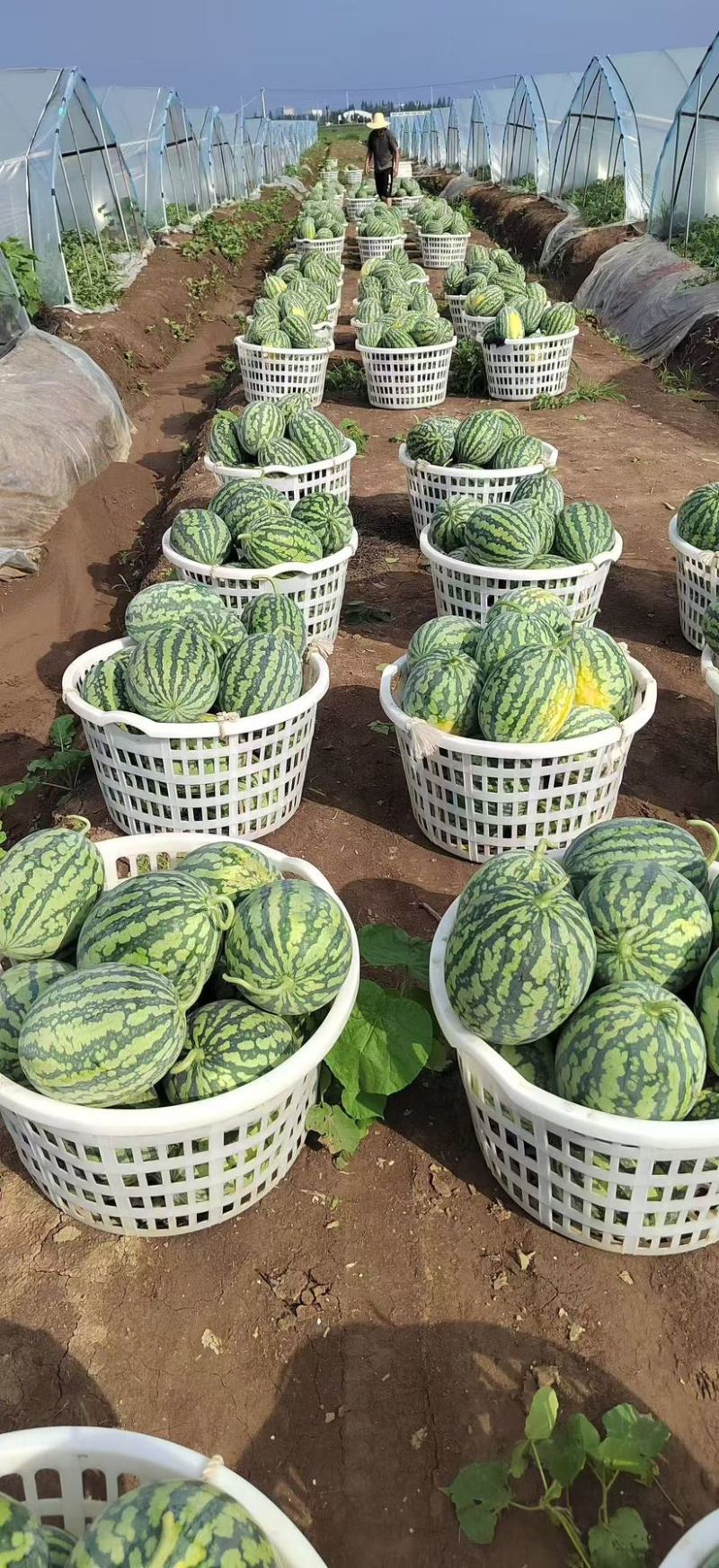 湖北精品甘美4k西瓜大量上市产地代办代发诚信经营