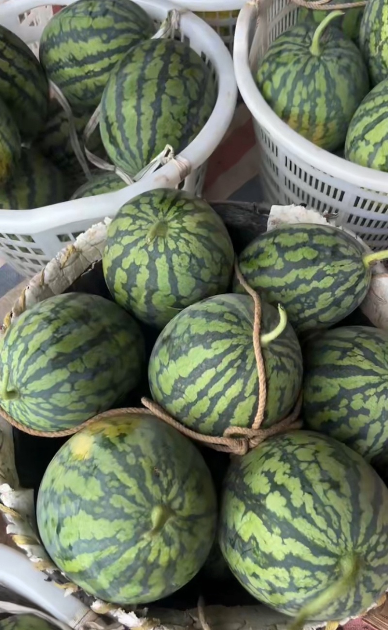 湖北精品甘美4k西瓜大量上市产地代办代发诚信经营