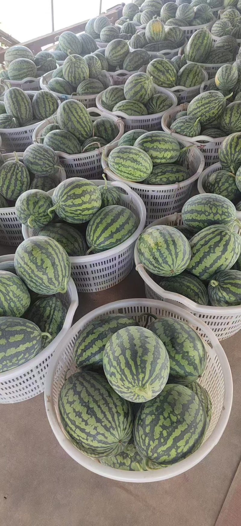 湖北精品甘美4k西瓜大量上市产地代办代发诚信经营