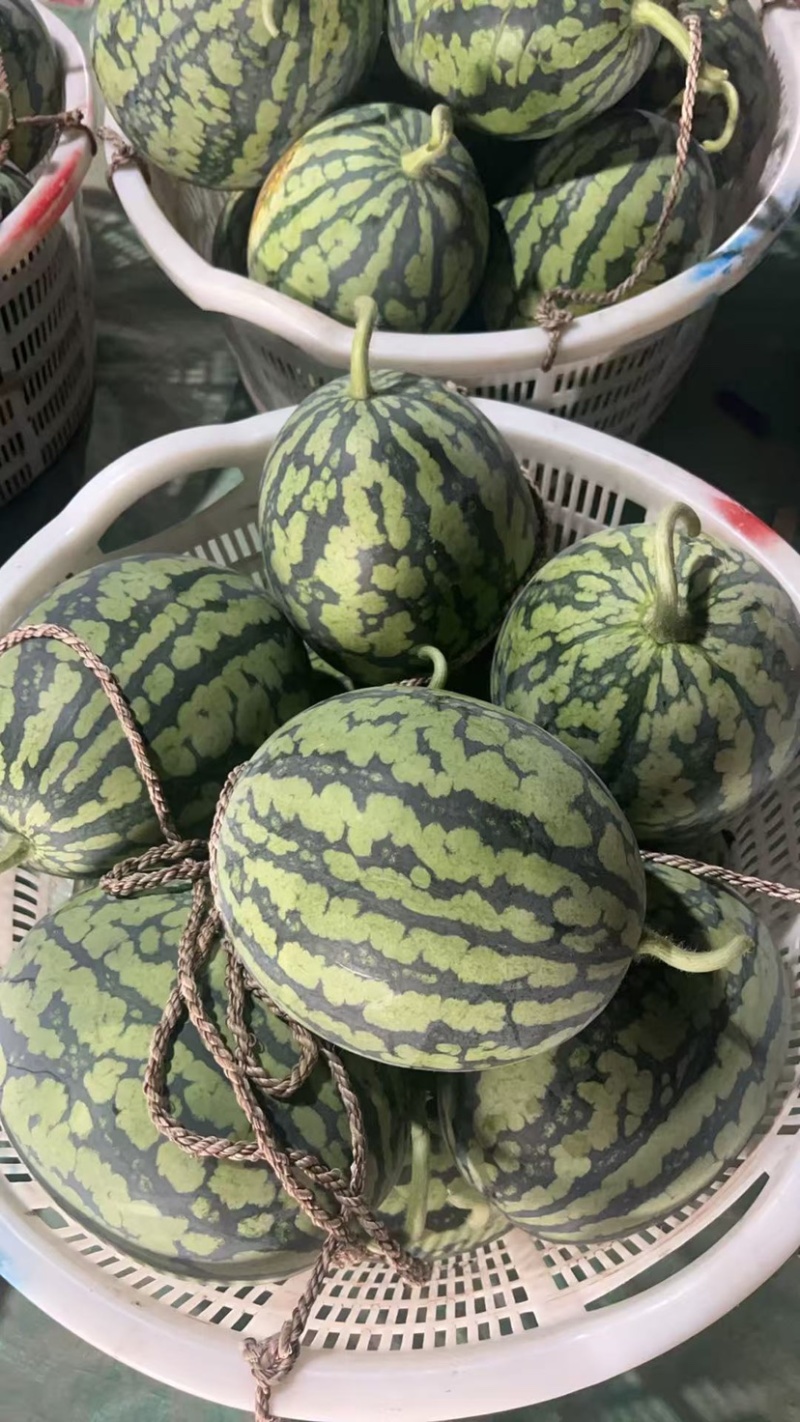 湖北精品甘美4k西瓜大量上市产地代办代发诚信经营