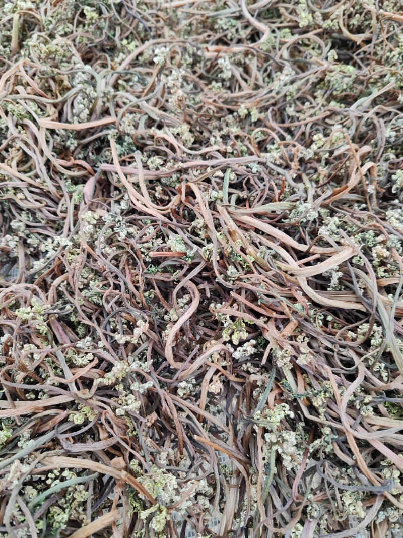 蕨菜干
