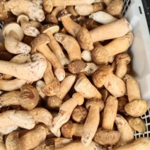 云南野生牛肝菌大型真菌，蛋白质氨基酸丰富，可食用野生菌
