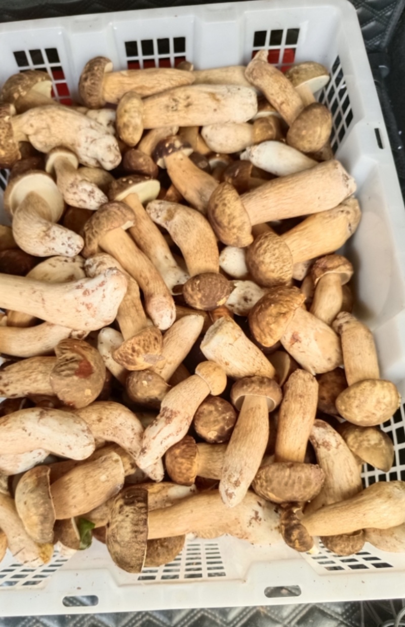云南野生牛肝菌大型真菌，蛋白质氨基酸丰富，可食用野生菌
