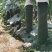 吊冬瓜