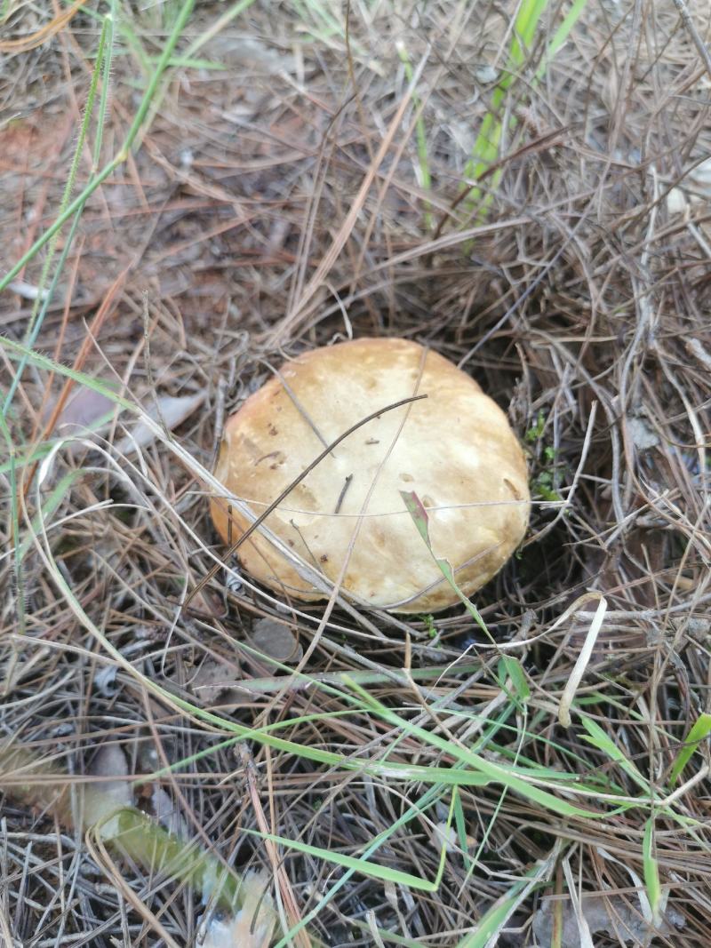 云南野生菌