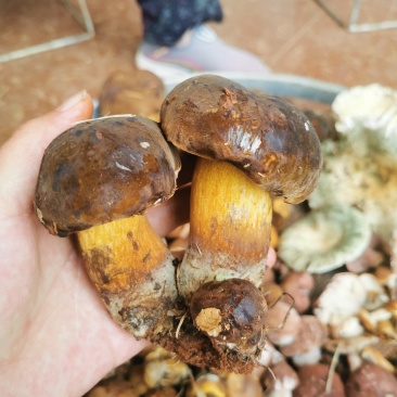 云南野生菌