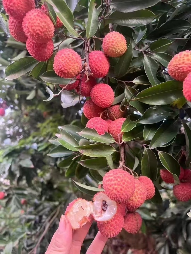 需要代办的联系我